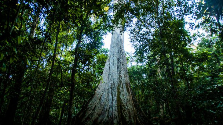 Terras indígenas emitem menos carbono que regiões sem proteção, revela estudo