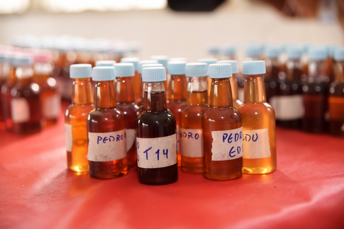 Roraima exporta mais de 50 toneladas de mel para a Europa