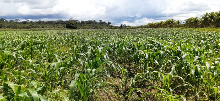 Com produção de milho verde em crescimento, Amazonas produz quase 40 mil espigas no ano