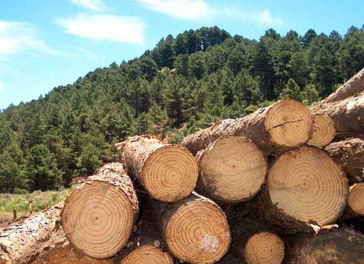 Comércio ilegal de madeira em Rondônia é alvo de operação da Polícia Federal