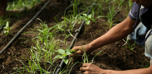 ONU investirá R$217 mi para auxiliar pequenos produtores rurais no Brasil