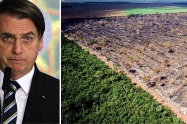 CPI da educação; desmatamento da Amazônia e alta do setor de transporte são destaques