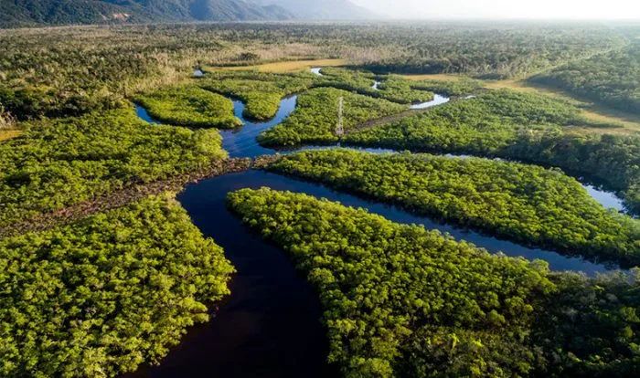 Relatório científico expõe dez pontos chaves para salvar bioma Amazônico