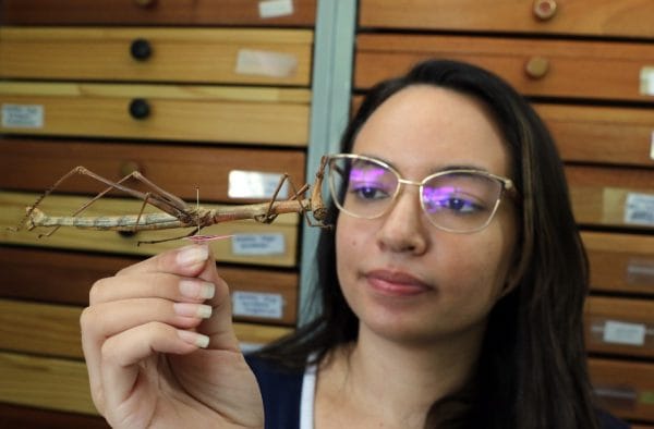 Instituto Nacional de Pesquisas da Amazônia oferece dez vagas para  mestrado em entomologia