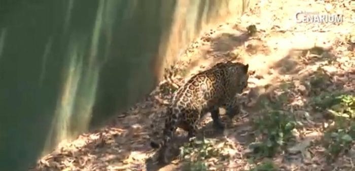 Zoológico do CIGS reabre para visitação após quatro meses de fechamento