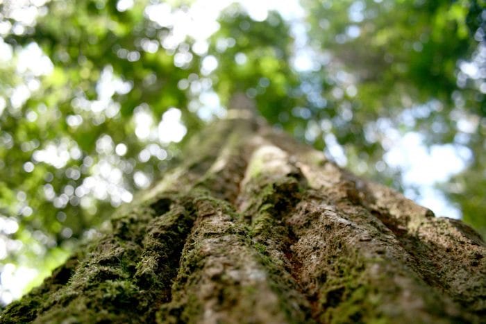 Evento premia soluções de enfrentamento à Covid-19 na Amazônia