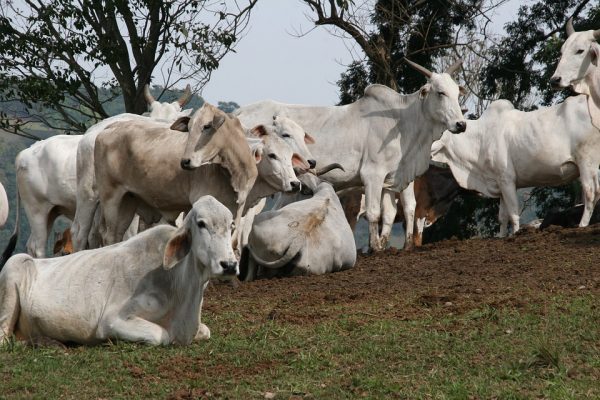 Decisões liminares em ações movidas pelo MPF envolvem áreas que somam mais de 250 hectares no município de Apuí (Reprodução/Internet)