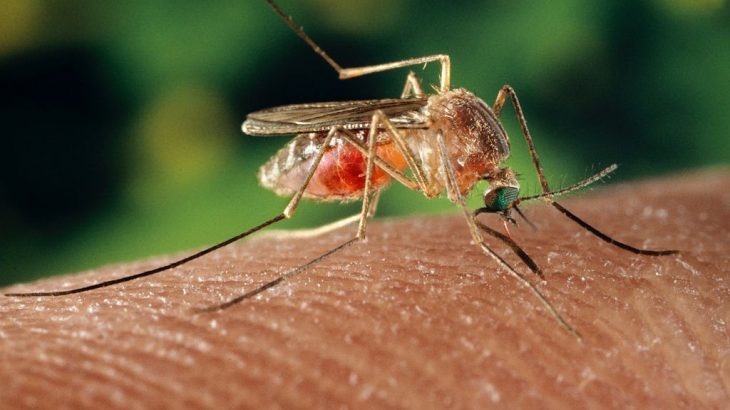 A doença é transmitida pela picada de mosquitos infectados, principalmente do gênero Culex, o pernilongo (Getty Images)

