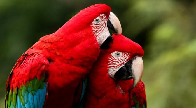 Confira ‘Cartas para Amazônia’ escritas por autoridades, indígenas, ativistas e crianças