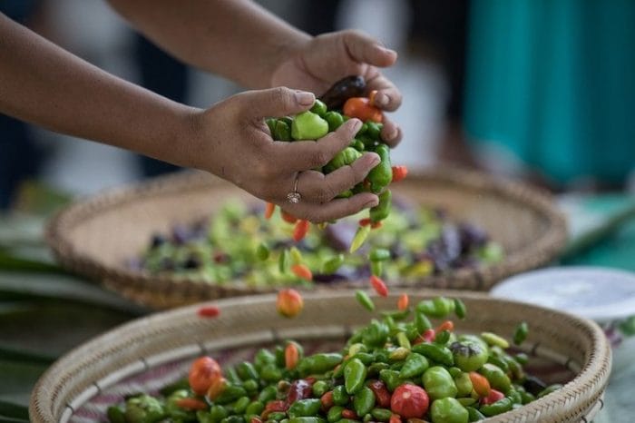 Boletim: investigação de fraude na Prefeitura de Itacoatiara, indígenas Yanomami e Pimenta Baniwa são destaques