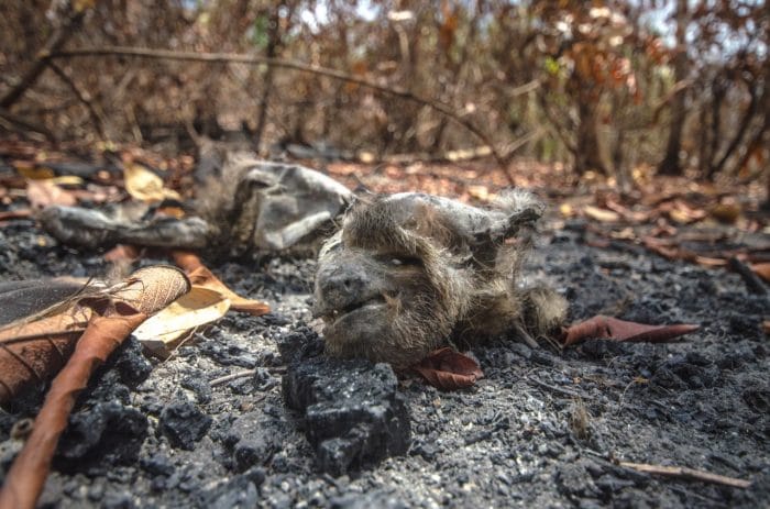 Jornada revela devastação causada por queimadas em terra indígena do Pará