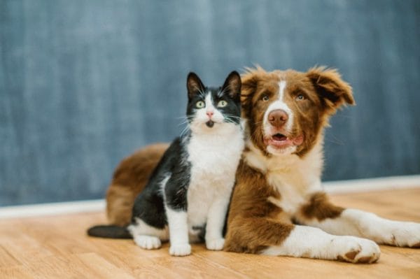 Senado aprova pena de até cinco anos para quem maltratar cães e gatos; projeto vai à sanção