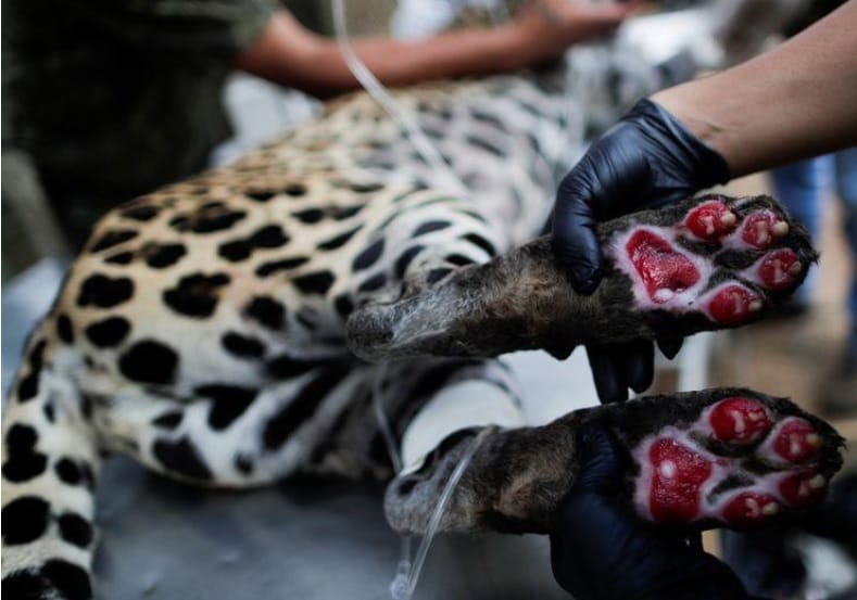 Amanaci, onça-pintada ferida em incêndios no Pantanal se recupera após ser tratada com células-tronco