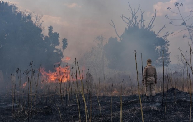 No Pantanal, este é o pior ano desde 1998, quando foram iniciados os registros de focos ativos de fogo do Instituto Nacional de Pesquisas Espaciais (Inpe) (Reprodução/ Internet)