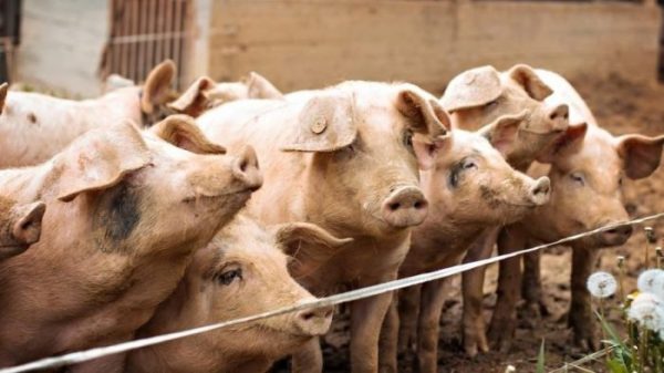 Peste suína: Ministério da Agricultura confirma foco de doença no Piauí