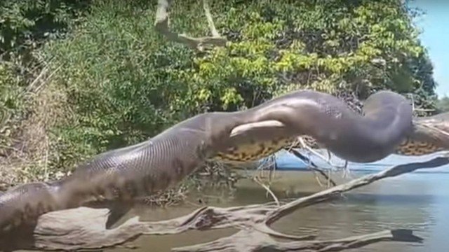 Vídeo de ‘anaconda brasileira’ tomando sol se torna viral internacional