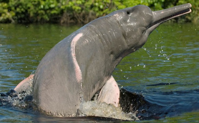 Cientistas lançam plataforma para disseminar informações sobre os botos amazônicos