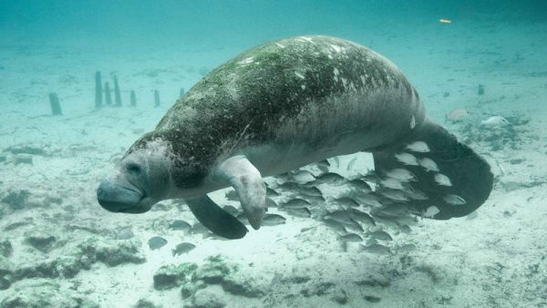 Restos de antepassado do peixe-boi da Amazônia são encontrados em deserto no Egito