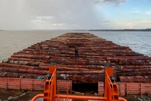 Toras de madeira nativa foram apreendidas no rio Mamuru, na região de Parintins (Foto: Divulgação)