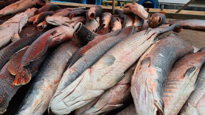 Embarcação com cinco toneladas de pirarucu ilegal é apreendida em Coari, no Amazonas