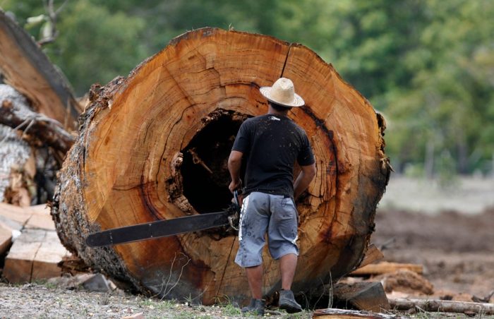Madeireiros são investigados pelo MPF por invasão, venda de lotes e desmatamento em terras indígenas, no Amazonas