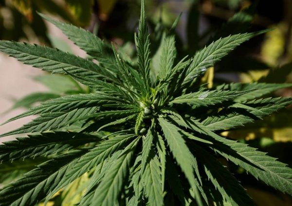 ONU reclassifica dano da maconha em lista de drogas mais perigosas do mundo