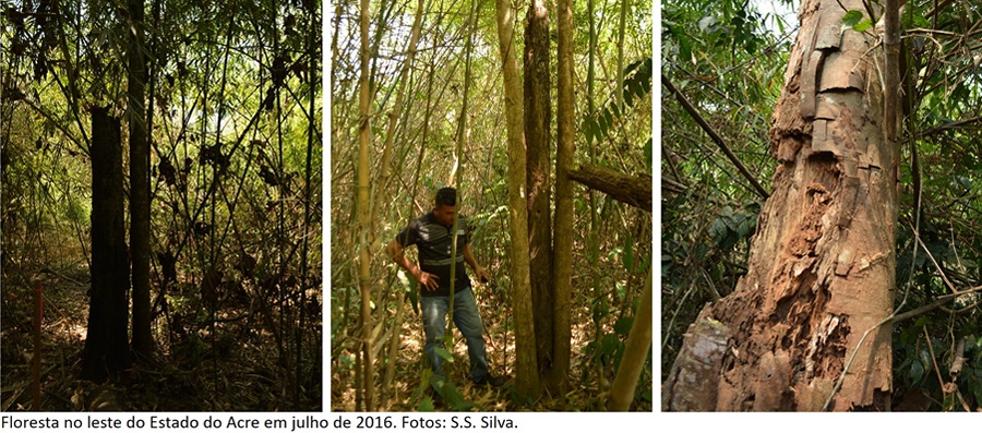 Pesquisa mostra efeito do fogo na degradação de florestas do Estado do Acre