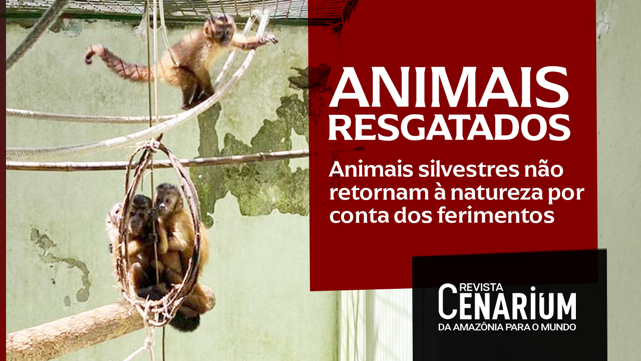 Especialistas do Ibama avaliam quadro clínico de animais silvestres em Manaus para retorno à natureza