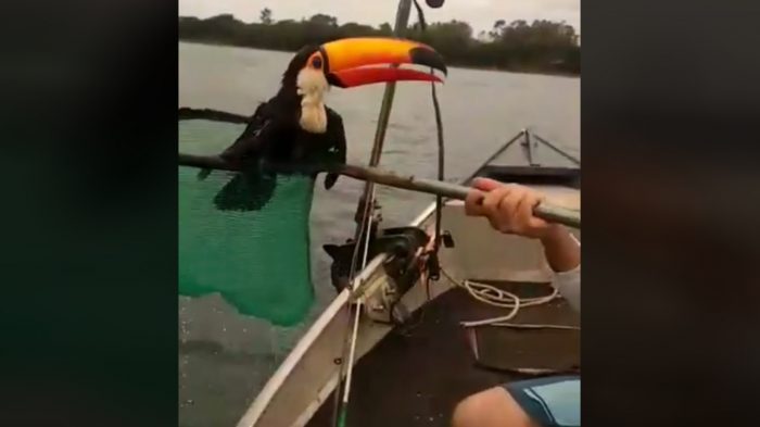 Tucano se afoga e é resgatado por pescadores no meio de rio da Amazônia; assista