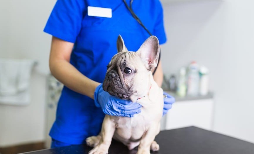 Em Curitiba, pesquisadores identificam primeiros cães com coronavírus no Brasil