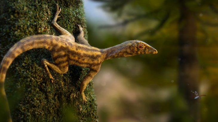 Ixalerpeton viveu há mais de 230 milhões de anos e foi encontrado em sítio arqueológico do RS (Foto: Arte/Rodolfo Nogueira)