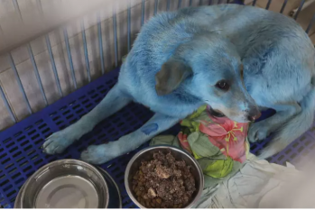 'Cachorros azuis' foram encontrados e resgatados na Rússia. (Reprodução/CNN Brasil)