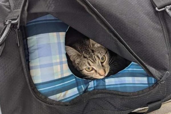 Ao chegarem no local, os agentes descobriram outro tipo de conteúdo dentro da mala: nada menos que oito gatos (Reprodução/Internet)