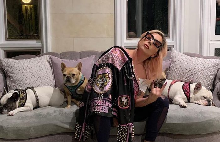 Cantora Lady Gaga tem cachorros roubados e cuidador de cães é baleado