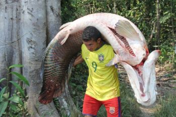 O pirarucu é um gigante da Amazônia e seu manejo é uma das alternativas econômicas para os povos da região, já sua introdução em outros ecossistemas podem resultar em grandes prejuízos biológicos e materiais (Reprodução/Jeso Carneiro)   