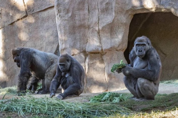 Gorilas em zoológico dos EUA são imunizados contra Covid-19