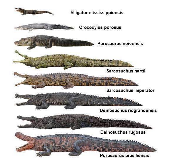 12 Meters And 8 Tons The Super Alligator Who Lived In The Amazon