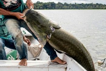 Os pirarucus são um dos maiores peixes predadores do mundo, com escamas tão impenetráveis quanto uma armadura (Bernardo Oliveira)