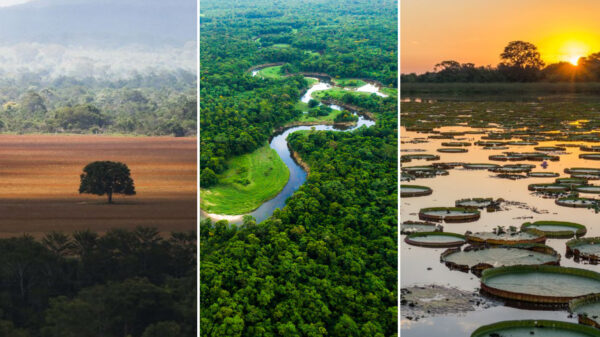 Temporada de queimadas em biomas no País será maior após desmonte de órgãos e programas de fiscalização