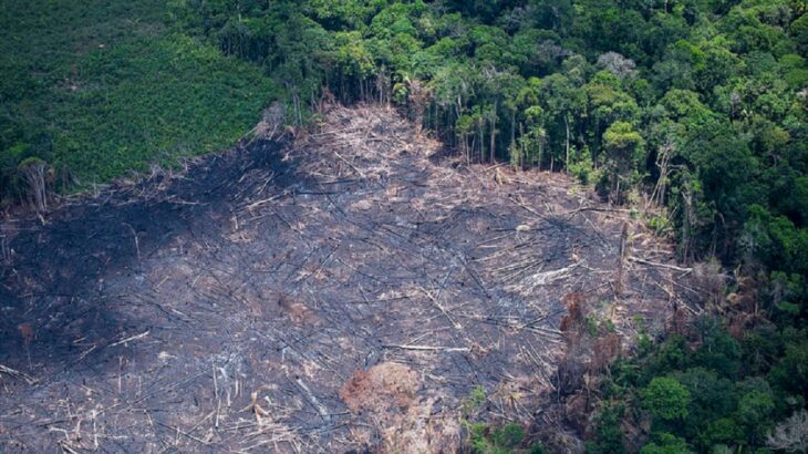 Desmatamento na Amazônia (Reprodução/Internet)