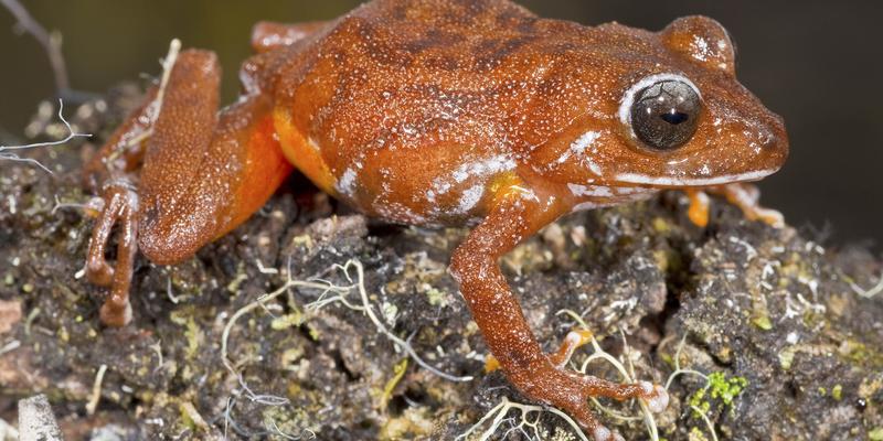 Estudo revela que Brasil é celeiro de animais ainda desconhecidos