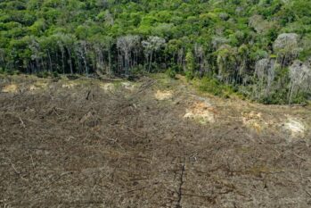 Foram 810 km² desmatados da Amazônia Legal, área equivalente à cidade de Goiânia (Florian Plaucheur/AFP) 