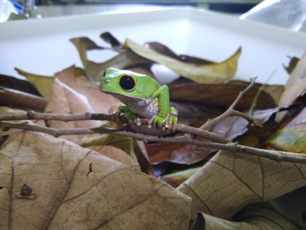 Estudo avalia degradação ambiental e cataloga anfíbios no Cone Sul de Rondônia