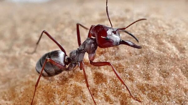 Nova espécie de formiga ganha nome neutro em homenagem à diversidade de gênero