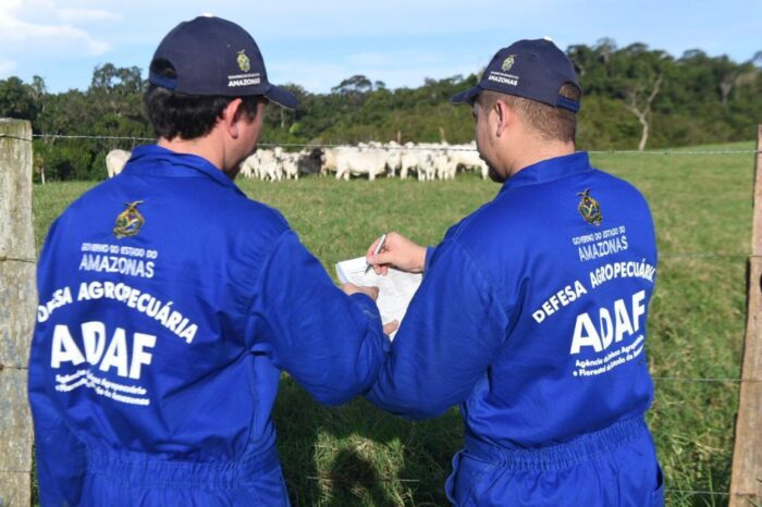Bezerras de 3 a 8 meses devem ser imunizadas contra brucelose até 31 de maio