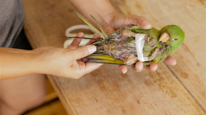 Filhotes de maritacas de áreas urbanas em Rondônia estão desenvolvendo deficiências