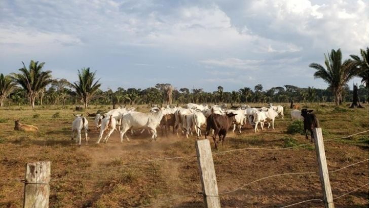 Em relatório, a entidade revelou que, em 2019, a empresa comprou gado criado em fazendas ilegais no estado de Rondônia (Divulgação/Anistia Internacional)