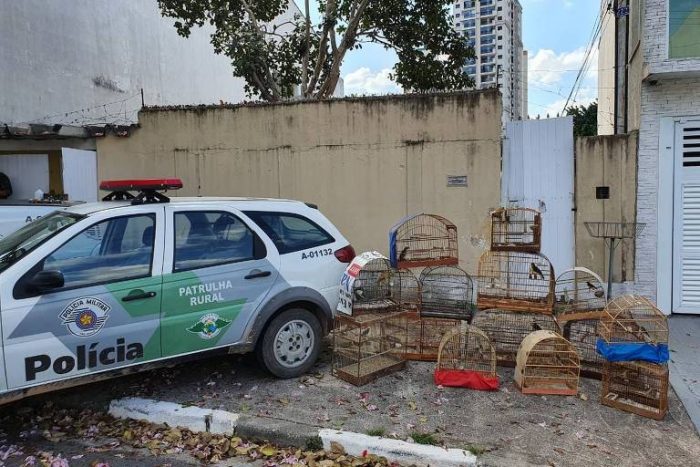 Polícia ambiental resgata 41 pássaros e dois ovos de Azulão na zona Sul de SP