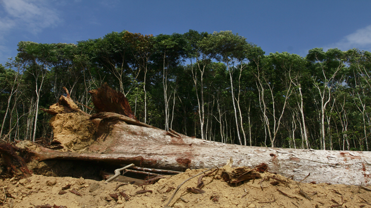 Fraudes esquentam madeira brasileira vendida ilegalmente para exterior
