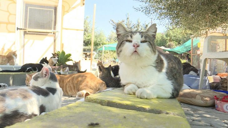 Gatos em Chipre (Reprodução/AFP)